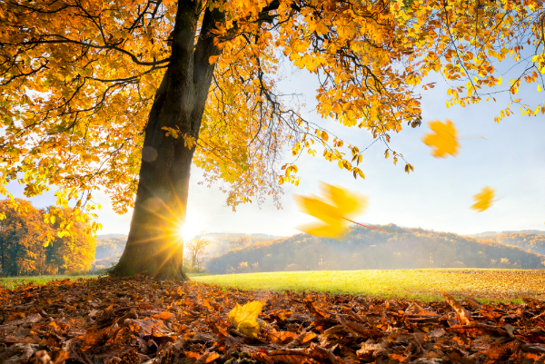 Goldener Herbst Goldener Herbst