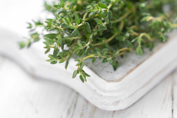 Thymian Thyme